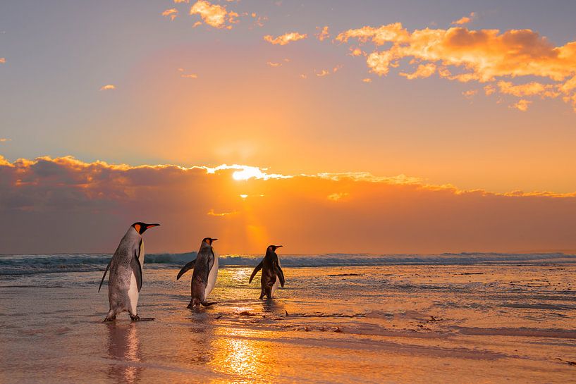 Drie konings pinguïns van Jos van Bommel