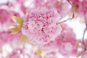 Roze bloemen wolk