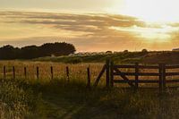 Het Westland