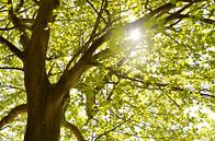 The tree by Violetta Honkisz thumbnail