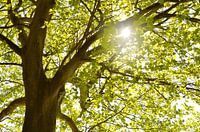 The tree