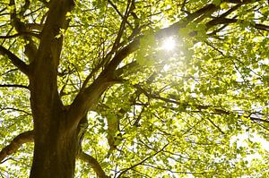 der Baum