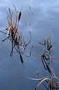 Compositie Lisdodden van Jacques Vledder thumbnail