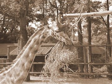 Giraffe in sepia van Jose Lok