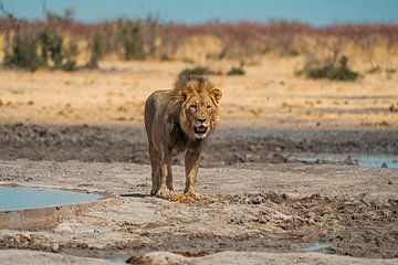 African lion in Namibia, Africa by Patrick Groß