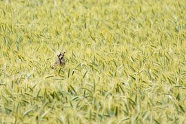 Verborgen veerkracht van Alexander Laengauer | Wildlife & Travel