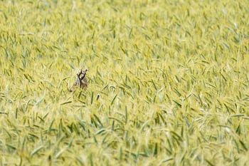 Verborgen veerkracht