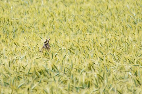 Verborgen veerkracht