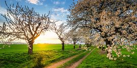 Kirschblüten von Steffen Gierok