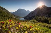 rhododendron violet fleurissant dans les montagnes au lever du soleil d'été par Olha Rohulya Aperçu