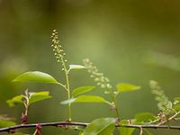 Spring in the forest