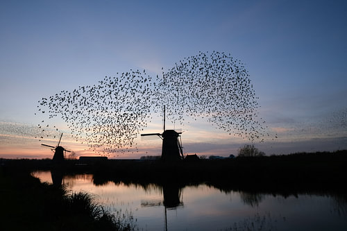 Starentanz auf dem Kinderdijk bei Sonnenuntergang!