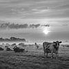 veel koeien in mistig weiland tijdens zonsopkomst van anton havelaar