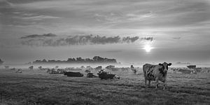veel koeien in mistig weiland tijdens zonsopkomst