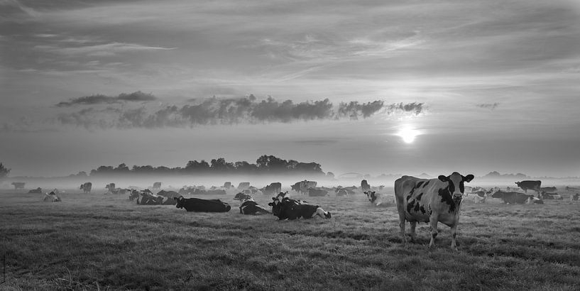 viele Kühe auf einer nebligen Wiese bei Sonnenaufgang von anton havelaar