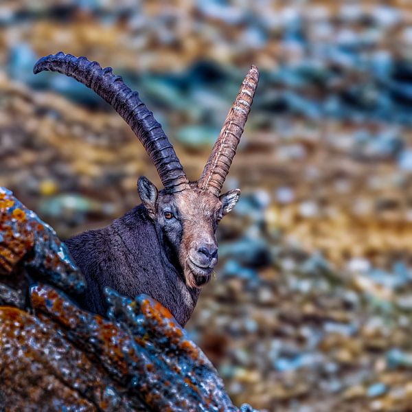 Alpine Capricorn by Patrick Haleyt Photography