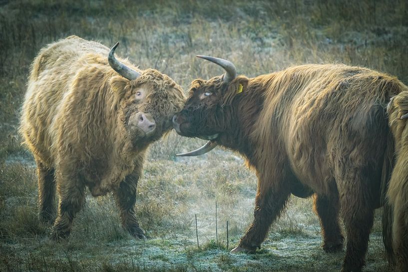 Scottish Highlanders by Dirk van Egmond