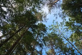 Vue du ciel à travers la canopée verte d'une forêt en été