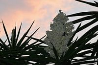 Spaanse bloemenpraal