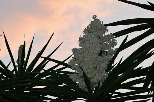 Spaanse bloemenpraal