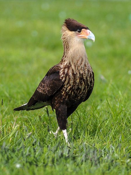 Schopfkarakara von Loek Lobel