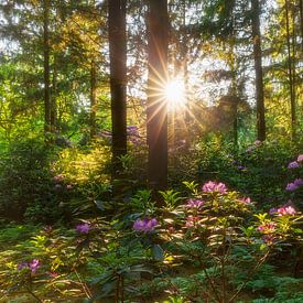 Rhododendron-Wald von Karla Leeftink