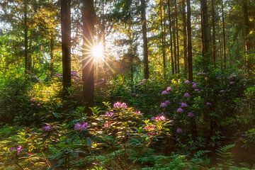 Rhododendron forest