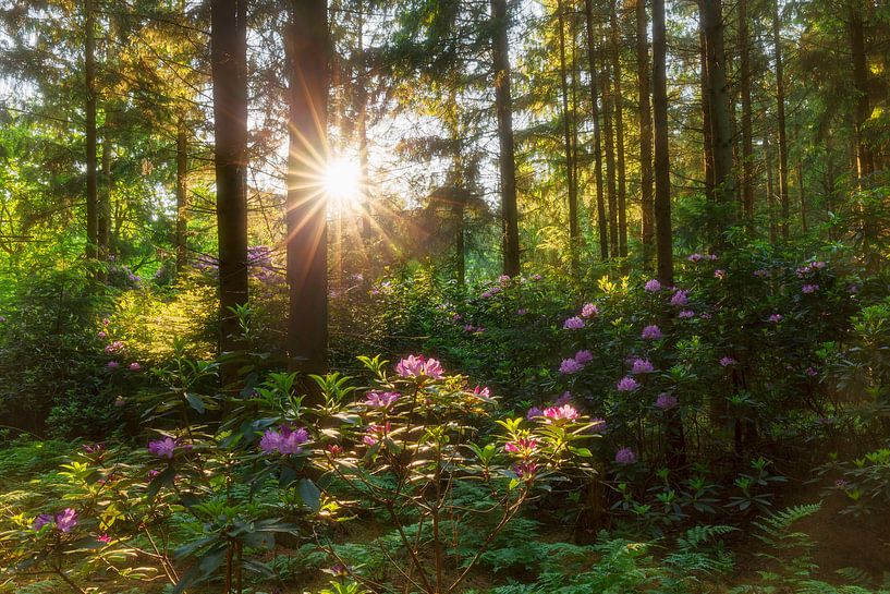 Rhododendron-Wald von Karla Leeftink
