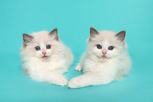 Zwei ragdoll Kätzchen zusammen auf einem blauen Hintergrund