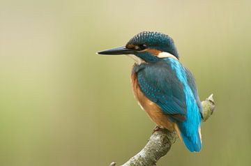 Young Kingfisher by Martin Bredewold
