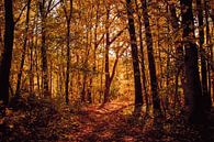 Goldenes Licht im Herbstwald von Michelle Tober Miniaturansicht