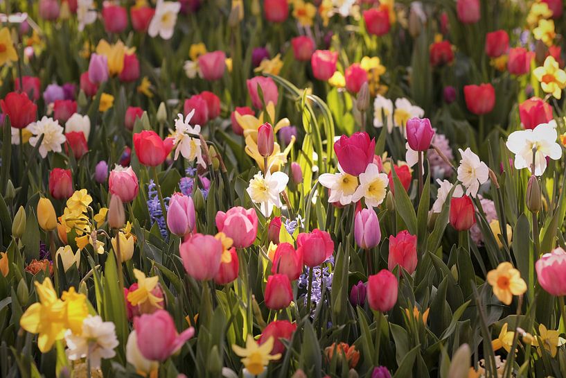 Voorjaarsbloemen in ochtendlicht van Karel Ham