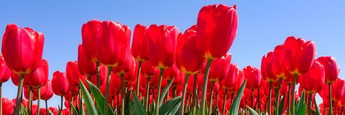 rote Tulpen in Panorama