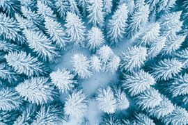 La forêt d'hiver vue du ciel sur Poster Art Shop