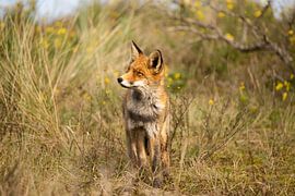 Fuchs (Vulpes) von Wouter Van der Zwan