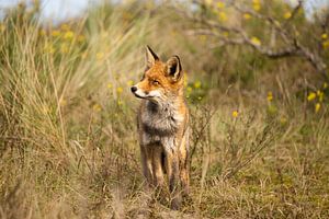 Fuchs (Vulpes)