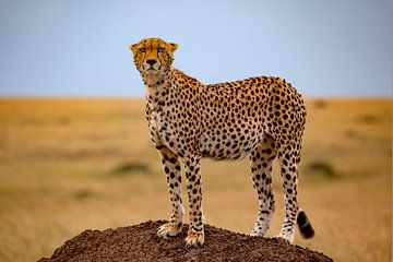 Cheetah op de uitkijk