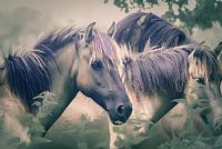 Chevaux dans le brouillard vert