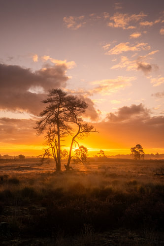 Golden morning light by a tree