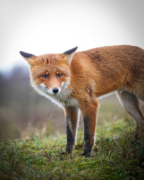 Fuchs im Wintermantel von Tom Zwerver
