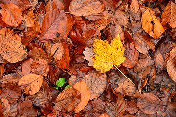 Forest floor Pic 07 by Ingo Laue