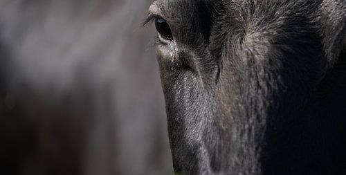 Wide-angle photo of the head and trunk of a black cow