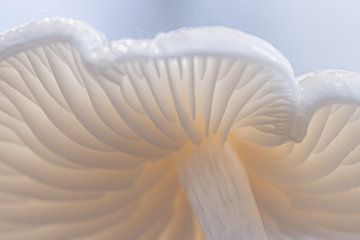 Porcelain mushroom by Carolina Roepers