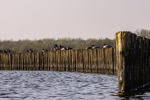 Série Lauwersoog sur Lens_en_Dier