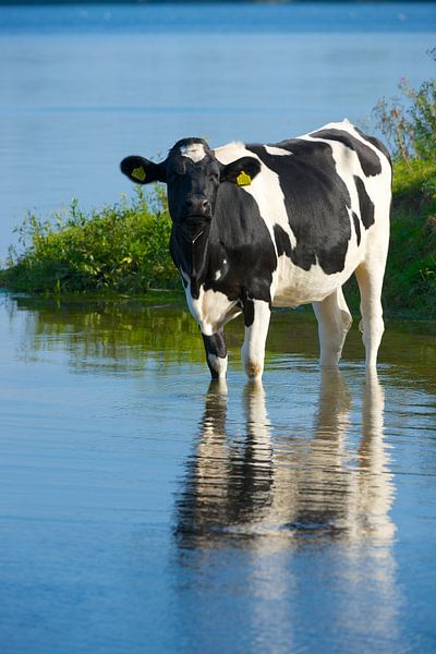 Dutch cow sur Kneeke .com