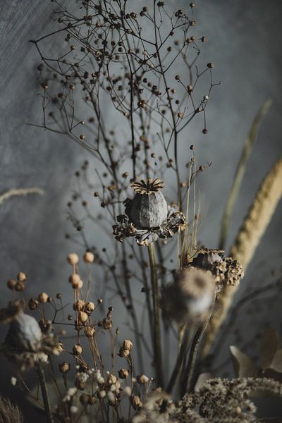 Fleurs séchées par Melanie Schat