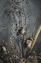 Dried flowers by Melanie Schat thumbnail
