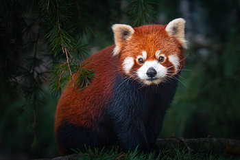 Rode panda: Bewaker van het bos