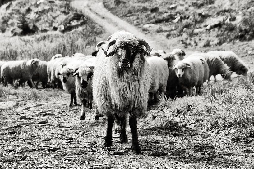 Sheep by Lisette Sloet