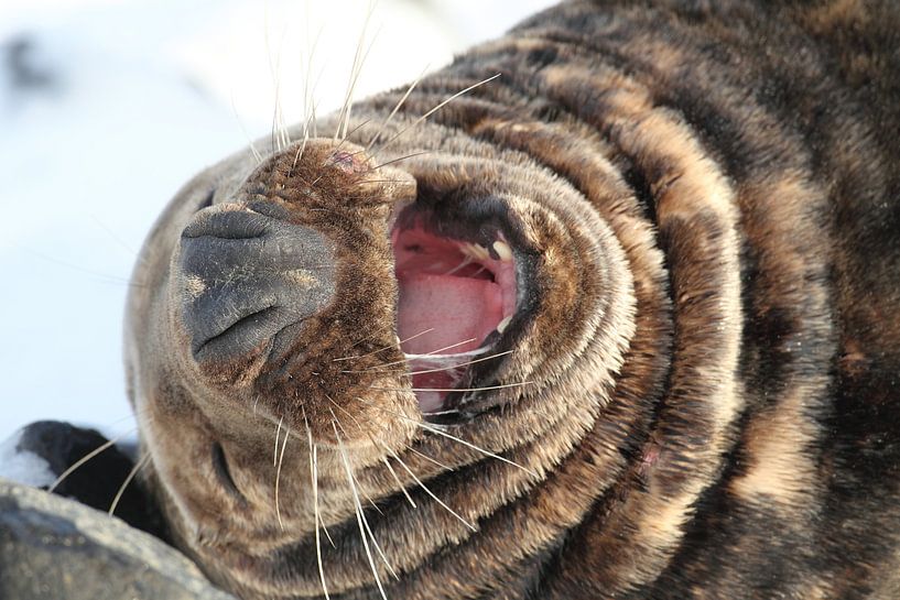 Grey Seal Bull Helgoland Island Germany by Frank Fichtmüller